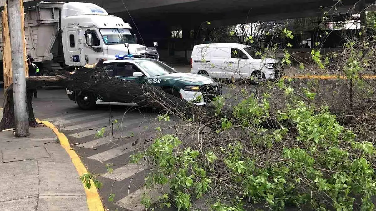 árboles caídos CDMX